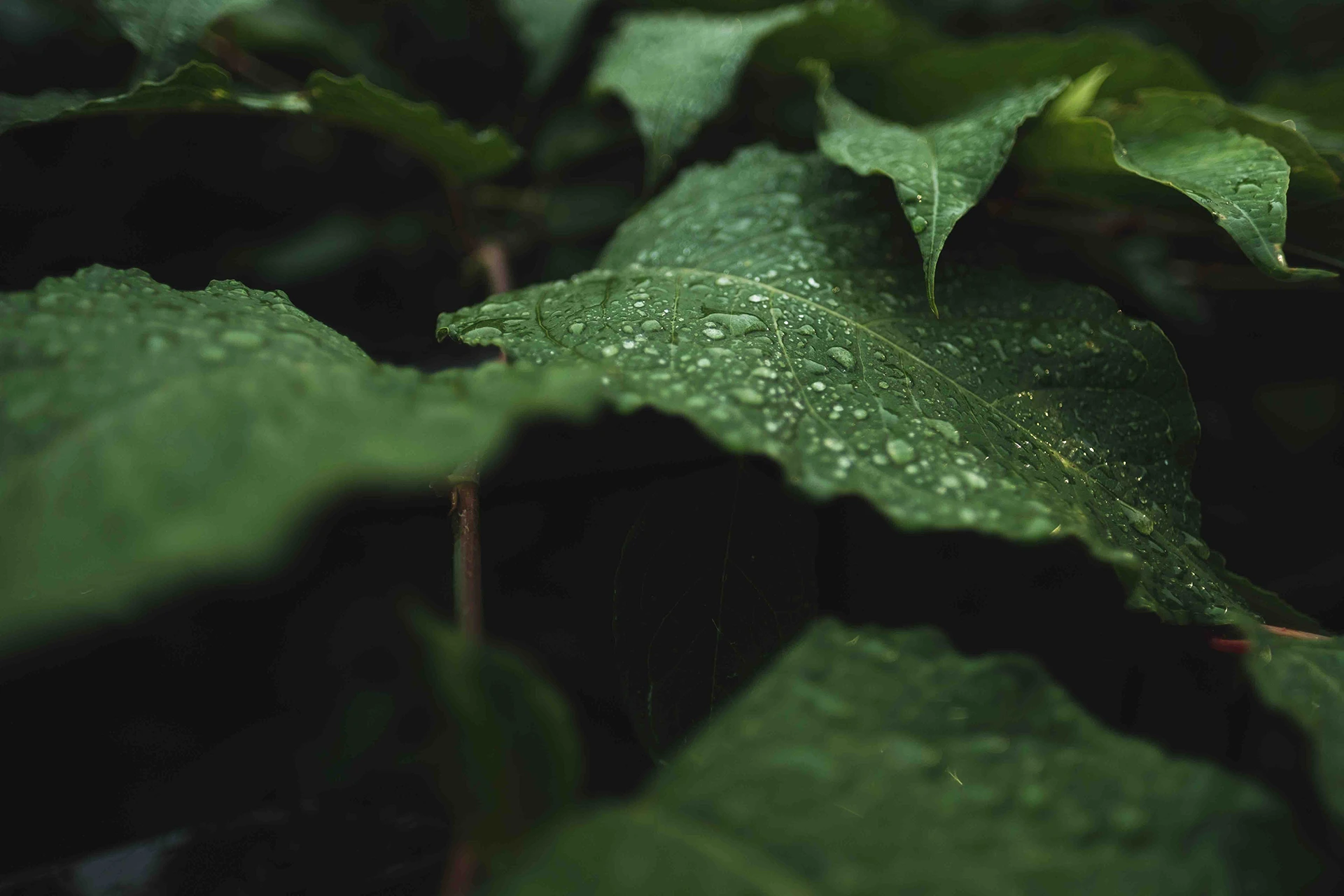 Nahaufnahme grüner Blätter mit Wassertropfen nach dem Regen