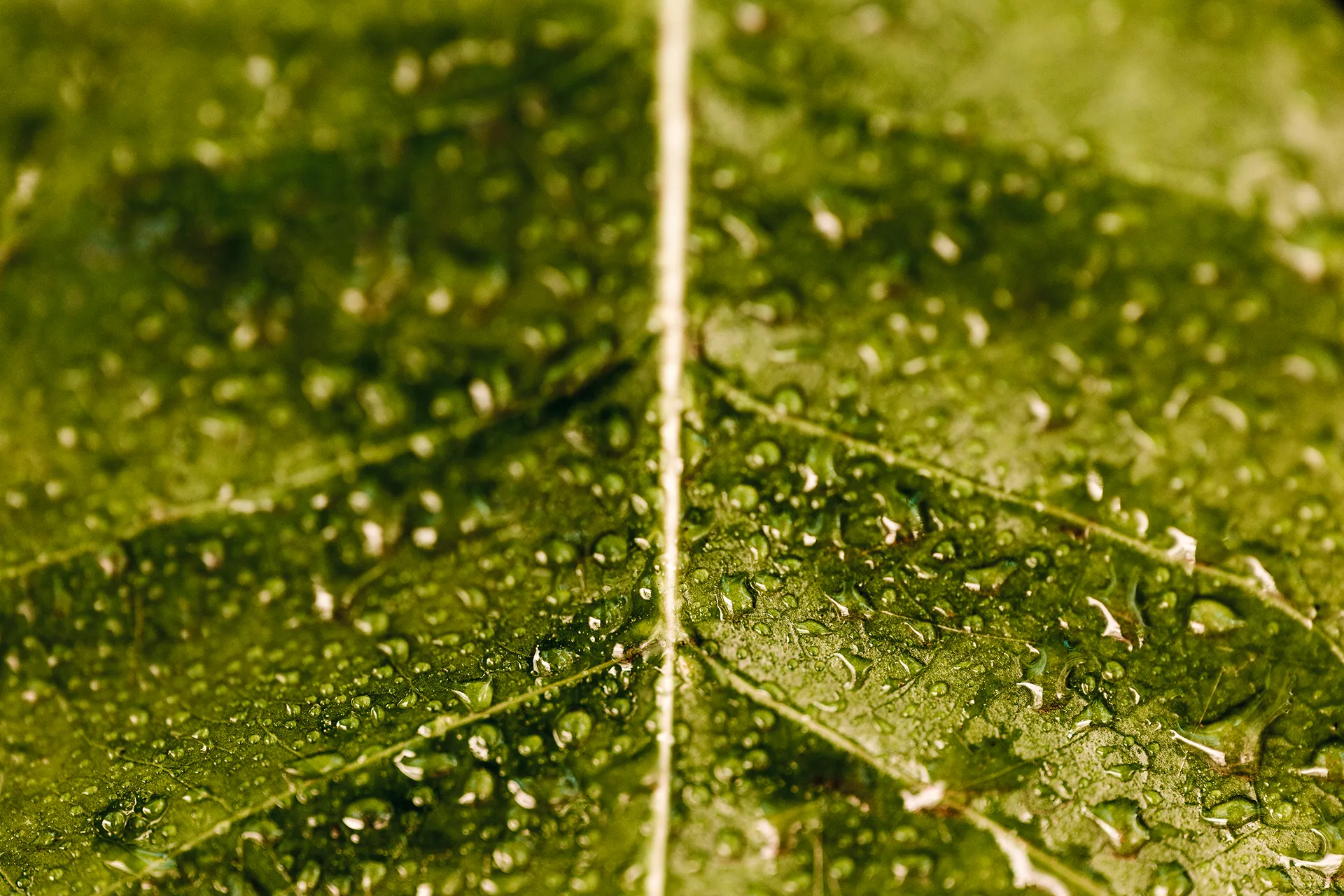 Nahaufnahme eines grünen Blattes mit Wassertropfen auf der Oberfläche und sichtbaren Blattadern